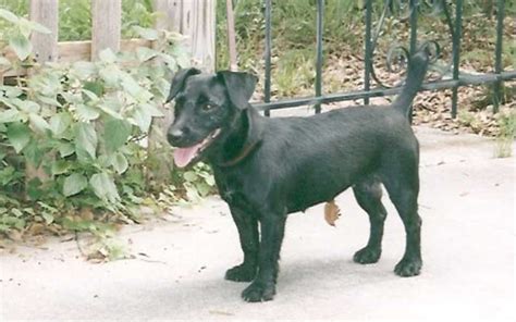 Extremely rare These are pure working. . Nuttall patterdale terriers for sale